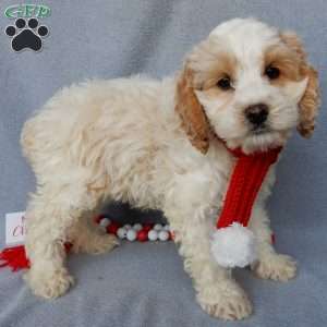 Jada, Cockapoo Puppy